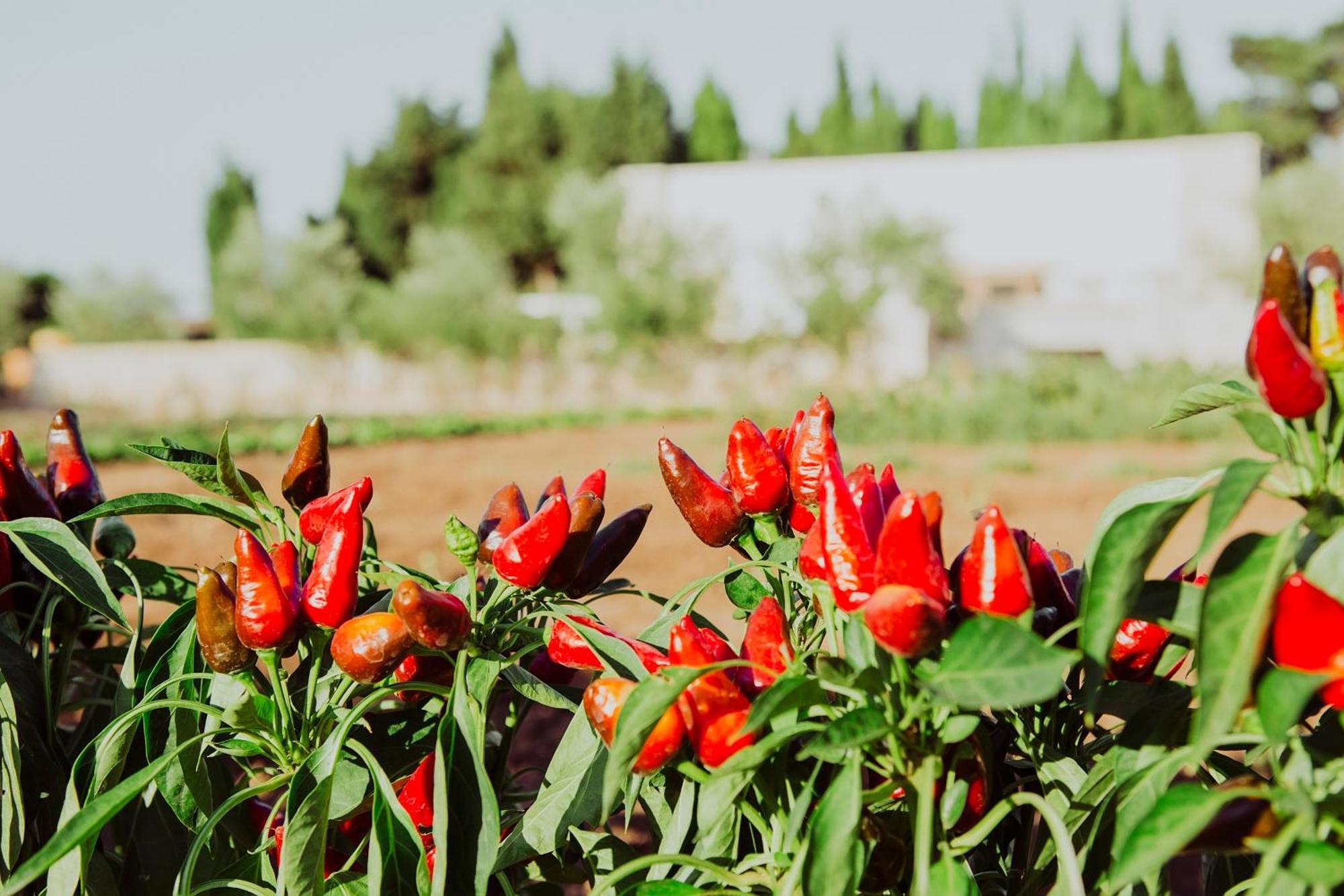 Masseria L'Uliveto Agri Resort Otranto Exterior foto
